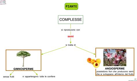 Piante Complesse Lezioni Di Scienze Piante Attivit Di Apprendimento