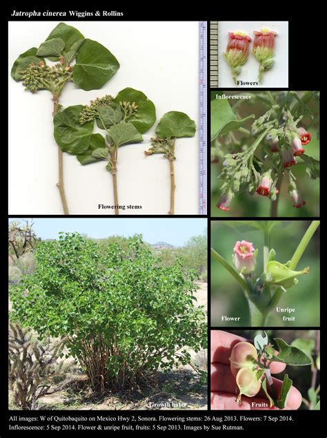 Jatropha cinerea : The Arizona Native Plant Society