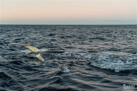 Север Греет, особенно, летом :: Trekki.travel