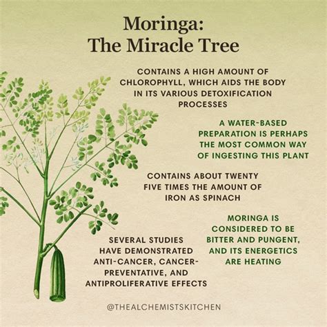 Moringa The Miracle Tree The Alchemist S Kitchen