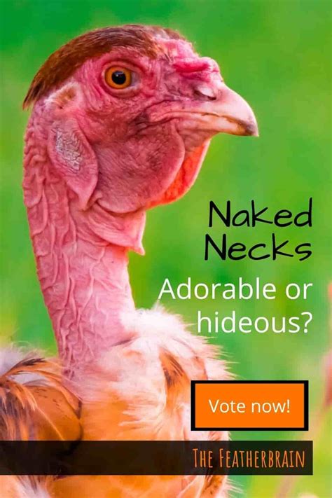 Considering Naked Neck Chickens The Things You Must Know First