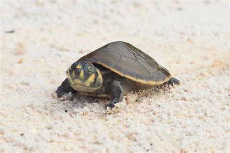 Taricaya Turtle Wildlife Turtle Iquitos