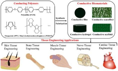 Polymers Free Full Text Conducting Polymers Hydrogels And Their