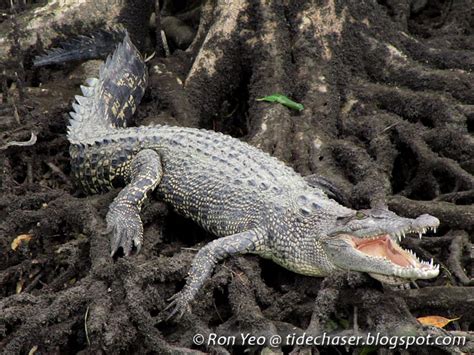 tHE tiDE cHAsER: Crocodilians (Phylum Chordata: Order Crocodilia) of ...