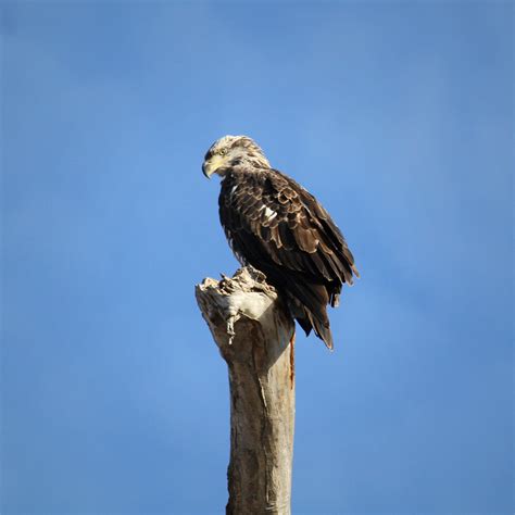 Bald Eagles | RuralPearl.com