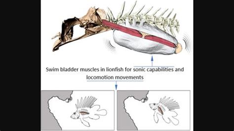 Diving Into Dual Functionality Swim Bladder Muscles In Lionfish For