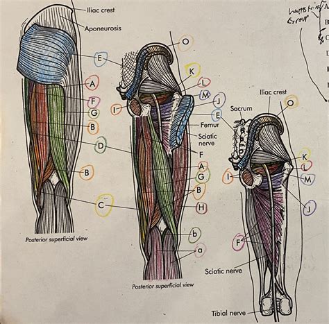 Posterior Leg Muscles Diagram Quizlet