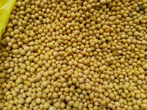 Соя в природе - 64 фото