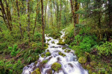 First Creek North Fork Willamette River Oregon Photography