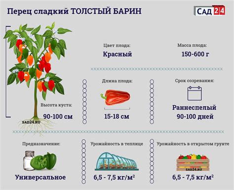 Перец Толстый барин: характеристика, описание сорта, отзывы, фото