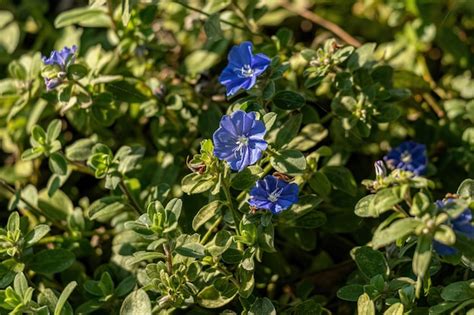 Premium Photo | Small flowering plant