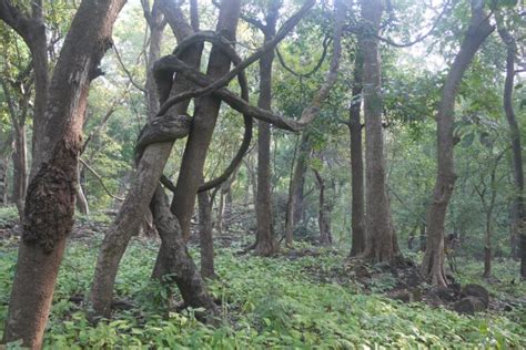 Freeing trees of their liana load can boost carbon sequestration in ...
