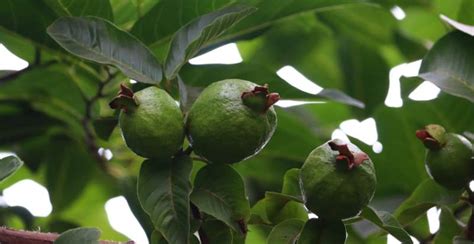 What is Guava? How to Plant, Grow, and Harvest Guava - Gardeners' Magazine