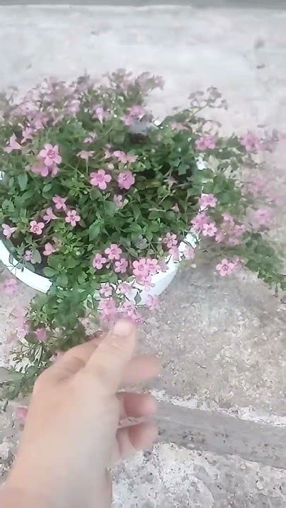 бакопа пинктопия - YouTube