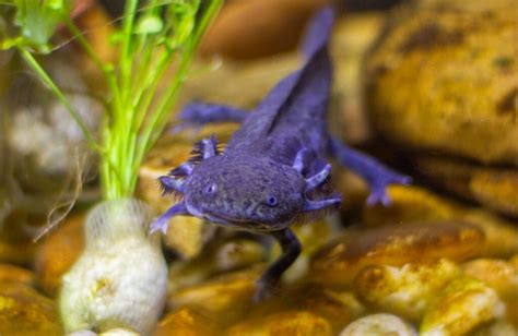 Combien Co Te Un Axolotl Guide Complet Des Prix Et D Penses