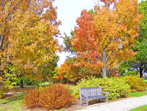 Autumn Trees And Bench In A Park Free Stock Photo - Public Domain Pictures