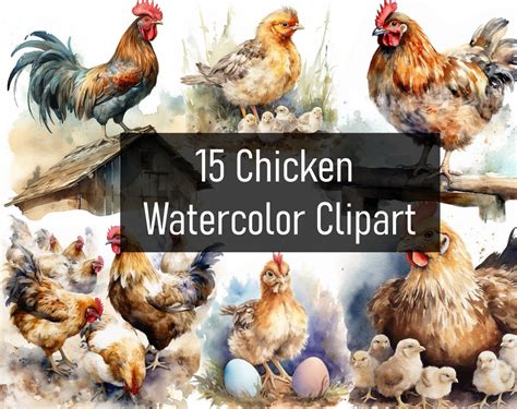 15 Watercolor Chicken / Hen / Rooster / Chicks Illustration Cliparts ...