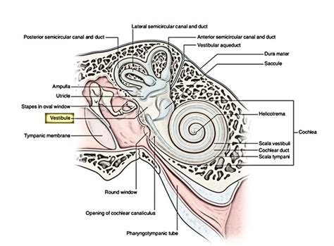 Internal Ear – Earth's Lab