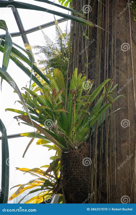 Yellow Meranti or Shorea Faguetiana Tree in Zurich in Switzerland Stock Photo - Image of ...