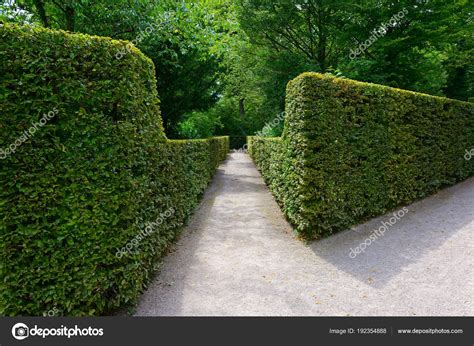 High hedges in the park in Germany. — Stock Photo © Serg64 #192354888