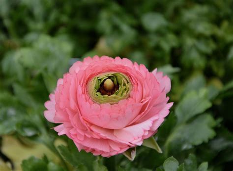 Newl Ranunculus (Ranunculus): description, types and cl ...- Новыйl ...