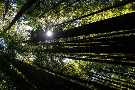 Navarro River Redwoods State Park 7218 Sharon Mollerus Flickr