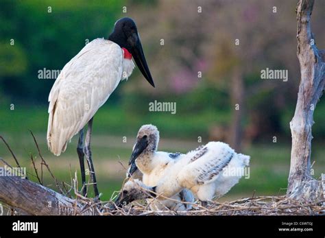 Jabiru Stork Nest Stock Photo Alamy