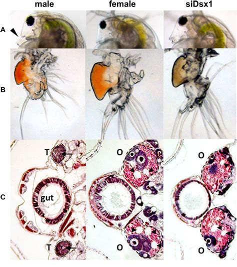 Frontiers Regulation Of Doublesex1 Expression For Environmental Sex