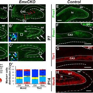 COUP-TFI mitotic inactivation results in severe DG growth defects ... 