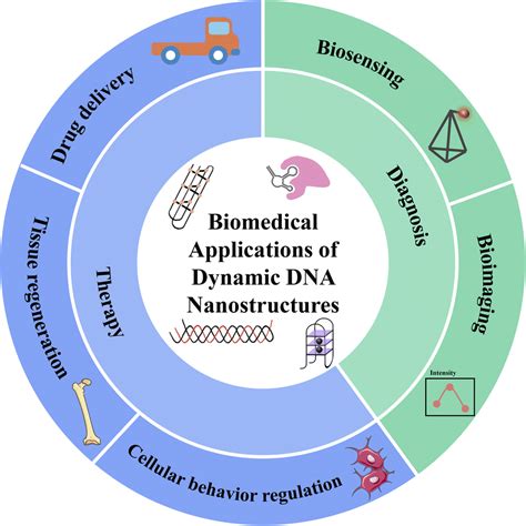 Advances And Prospects Of Dynamic Dna Nanostructures In Biomedical