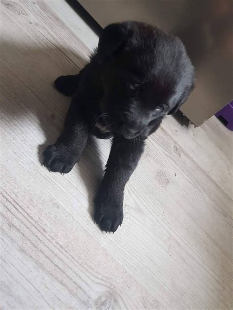 Oddam szczeniaki labrador Wągrowiec OLX pl