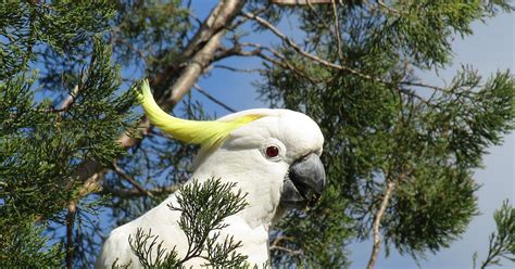 Birdlifesaving Naked Birdwatching