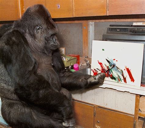 Koko The Gorilla Who Knew Sign Language Died At 46