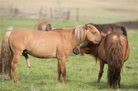 Mongolian Stallion Grooming A Mare With Penis Erect Ready To Breed