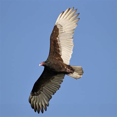 Southwest Daily Images: Turkey Vulture