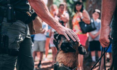 Cómo se entrenan los perros drogadictos procedimientos y técnicas