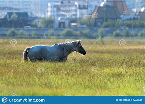 Yakut Pastoreio Num Prado Verde Ao Fundo Da Cidade Imagem De Stock