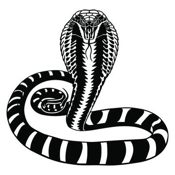 King Cobra Snake Stock Illustration - Download Image Now - Cobra - Clip ...