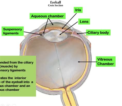 The Orbit Eye And Ear Flashcards Quizlet