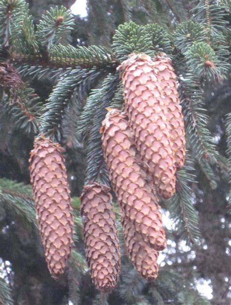 Norway Spruce - Tree Guide UK - Norway Spruce tree identification