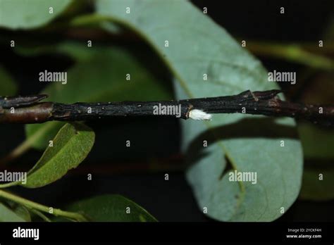 Pussy Willow Salix Discolor Plantae Stock Photo Alamy