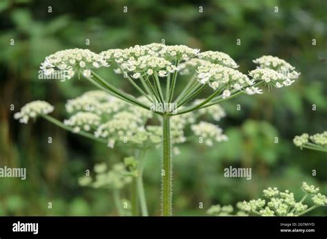 Heracleum Mantegazzianum Hogweed Plant Apiaceae Known As Cartwheel