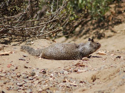 The Online Zoo - California Ground Squirrel