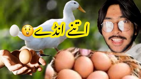 Ducks Ka Eggs Ke Barish 🥚🥚🥚🥚😯😯😯ducks Breeding Setup