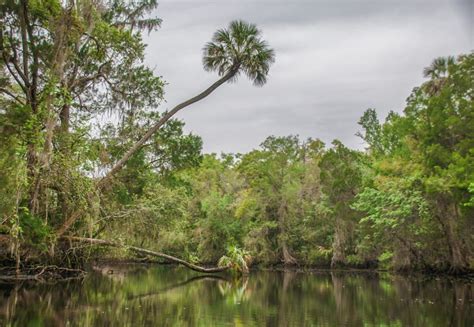 The Withlacoochee River S Florida Paddle Notes