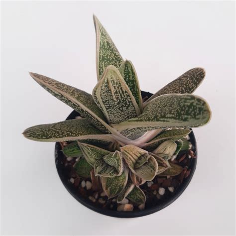 Gasteria cv. Little Warty – Statement Plants