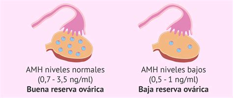 La Hormona Antim Lleriana Amh Qu Valores Son Normales