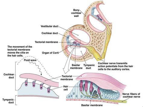 Associate Degree Nursing Physiology Review | Ear anatomy, Inner ear ...