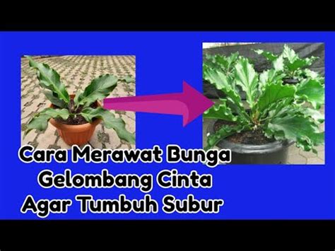 Cara Merawat Bunga Gelombang Cinta Agar Tumbuh Subur Youtube