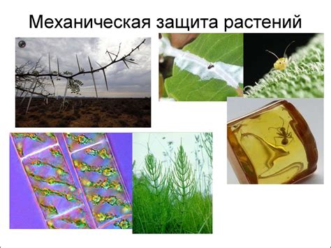 Механическая защита растений - презентация онлайн